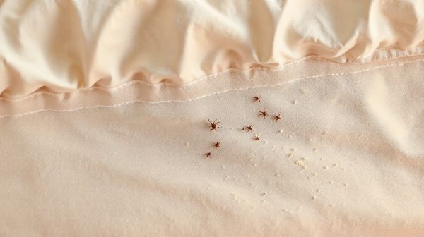 Les 10 signes révélateurs d'une infestation de punaises de lit